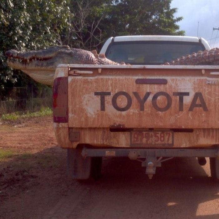 Palumpa, Northern Territory Problem crocodile shot after menacing children ABC News