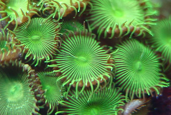 Palythoa ZoanthidsPalythoaPolyping Corals