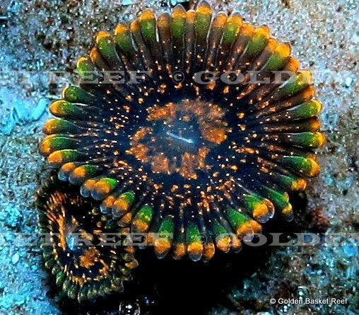 Palythoa 2425 twopolyp Palythoa frag sale reminds us that zoanthid