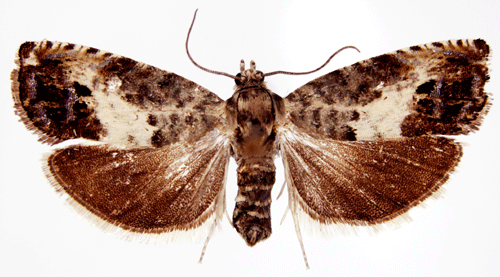 Pammene fasciana Pammene fasciana Insecta Lepidoptera Tortricidae