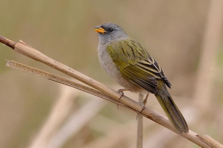 Pampa finch Great Pampafinch Embernagra platensis videos photos and sound