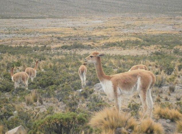 Pampa Galeras – Barbara D'Achille Servicio Nacional de reas Naturales Protegidas por el Estado SERNANP