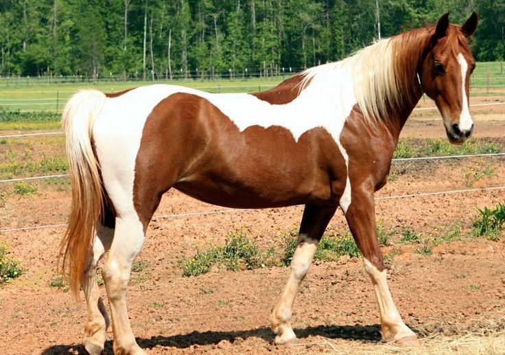 Pampa horse Pampa Horse Info Origin History Pictures Horse Breeds