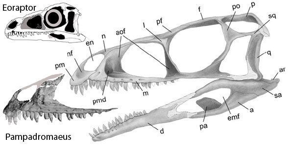 Pampadromaeus Pampadromaeus Bridging the Theropod Phytodinosaur Transition