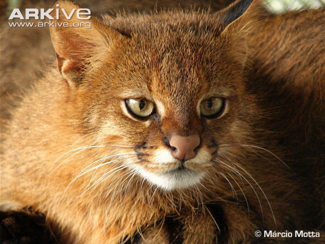 Pampas cat Pampas cat videos photos and facts Leopardus colocolo ARKive