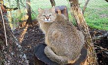 Pampas cat httpsuploadwikimediaorgwikipediacommonsthu