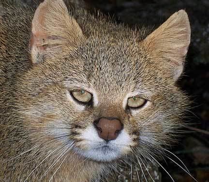 Pampas cat Pampas Cat High Plains Drifter Animal Pictures and Facts