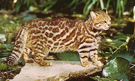 Pampas cat Pampas Cat Facts History Useful Information and Amazing Pictures
