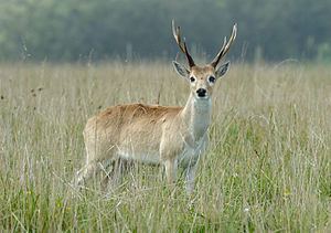 Pampas deer httpsuploadwikimediaorgwikipediacommonsthu