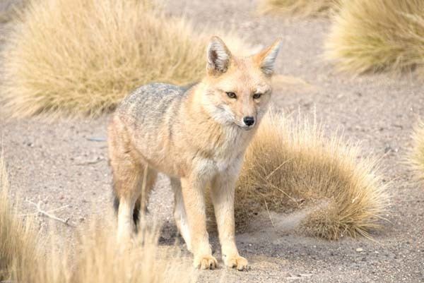 Pampas fox Pampas Fox Lycalopex gymnocercus Kaieteur News