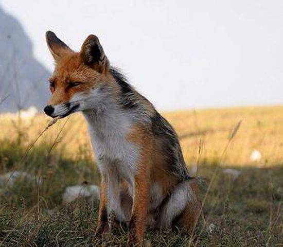 Pampas fox Fox Species Pampas Fox