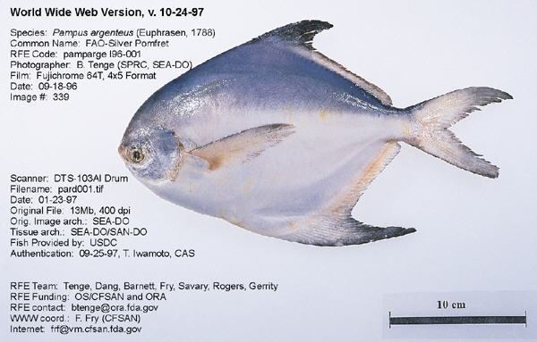 Pampus argenteus Regulatory Fish Encyclopedia RFE gt RFE Page 1 for ltigtPampus