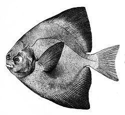 Pampus (fish) httpsuploadwikimediaorgwikipediacommonsthu