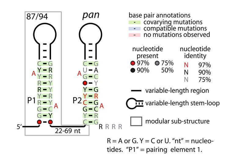 Pan RNA motif