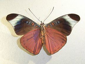 Panacea (butterfly) httpsuploadwikimediaorgwikipediacommonsthu