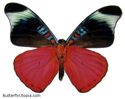 Panacea prola Panacea prola red butterfly pictures photos picture photo