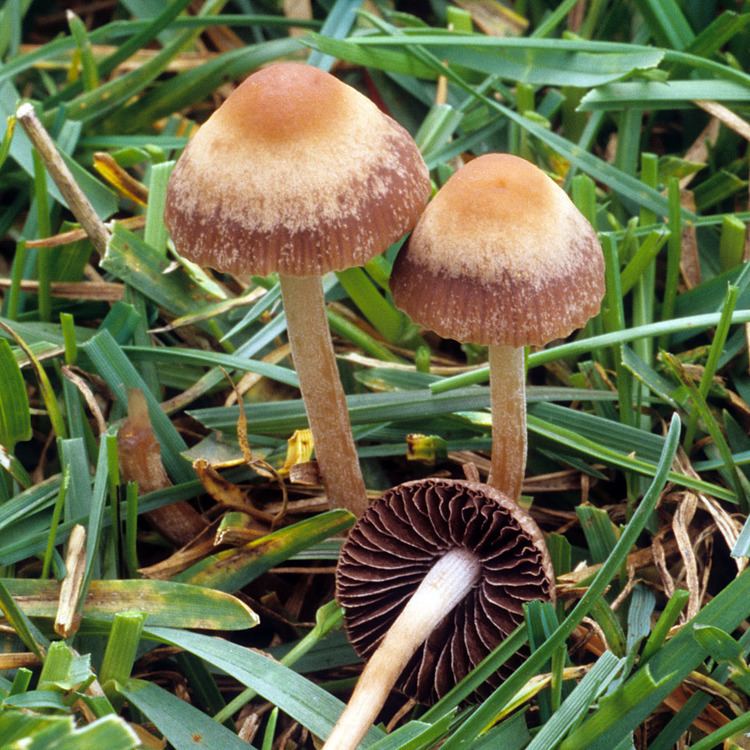Panaeolina foenisecii California Fungi Paneolina foenisecii