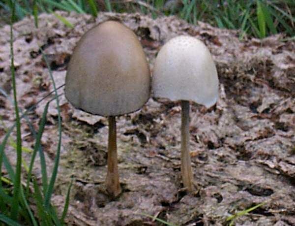 Two Panaeolus semiovatus growing in a cow dung