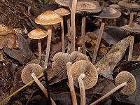 A bunch of Panaeolus cinctulus surrounded by dried leaves