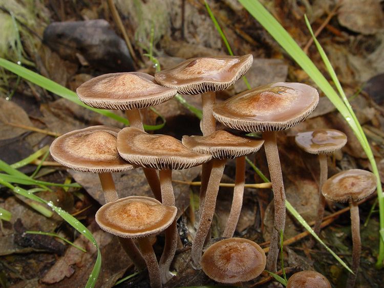 A bunch of Panaeolus subbalteatus surrounded by dried leaves and some thin grass