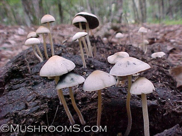 Bunch of Panaeolus cyanescens growing in a dung