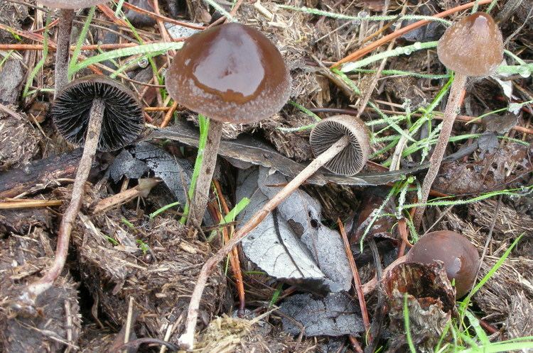 Panaeolus acuminatus File20140211 Panaeolus acuminatus Schaeff Qul 403610jpg