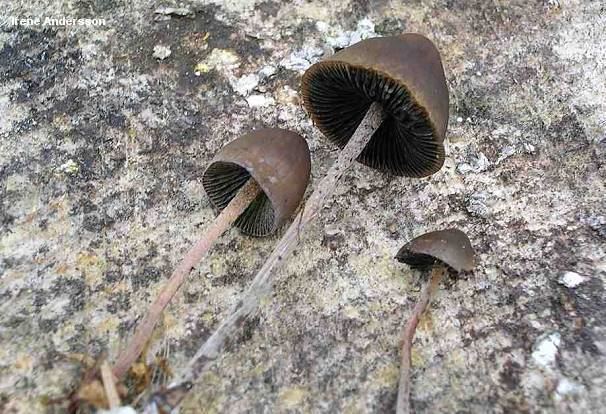 Panaeolus acuminatus Panaeolus acuminatus MushroomExpertCom