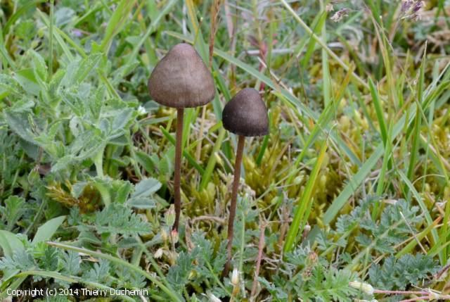 Panaeolus acuminatus MycoDB Fiche de Panaeolus acuminatus