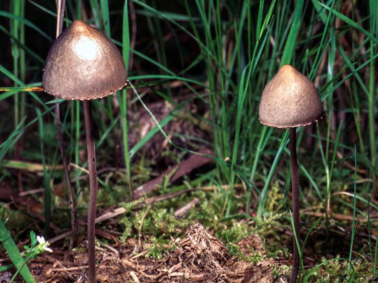 Two Panaeolus papilionaceus surrounded by tall and thin grass