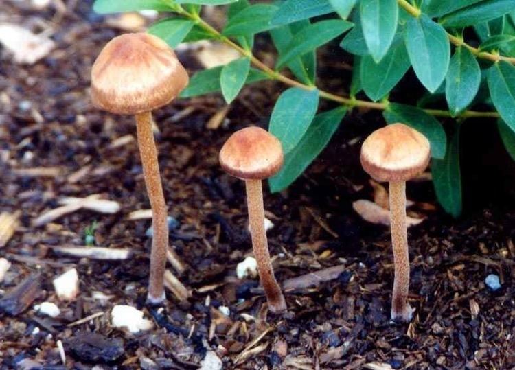 Three Panaeolus subbalteatus surrounded by dried and burnt grass and green plants at the back