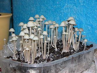Panaeolus cyanescens, grown in a tray