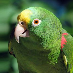Panama amazon Panama Amazon Parrot Amazon Parrots