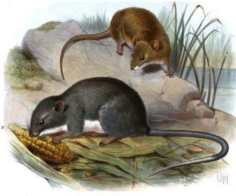 Panamanian climbing rat