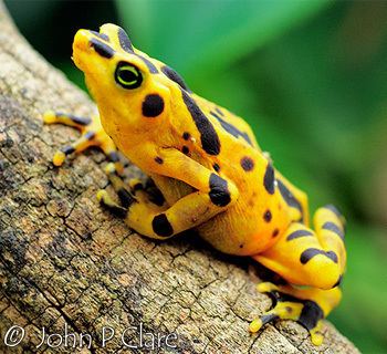 Panamanian golden frog wwwfrogforumnetmeetthefrogimagesAtelopusze