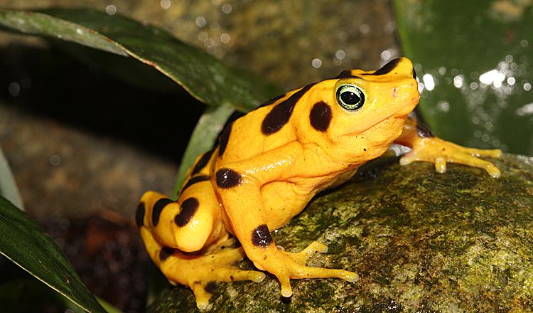 Panamanian golden frog Panamanian golden frogs fight back against extinction Critter