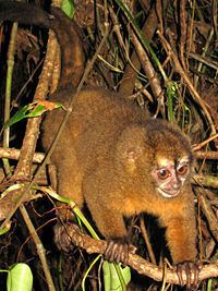 Panamanian night monkey httpsuploadwikimediaorgwikipediacommonsthu