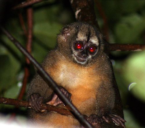 Panamanian night monkey Panamanian Night Monkey Aotus zonalis iNaturalistorg