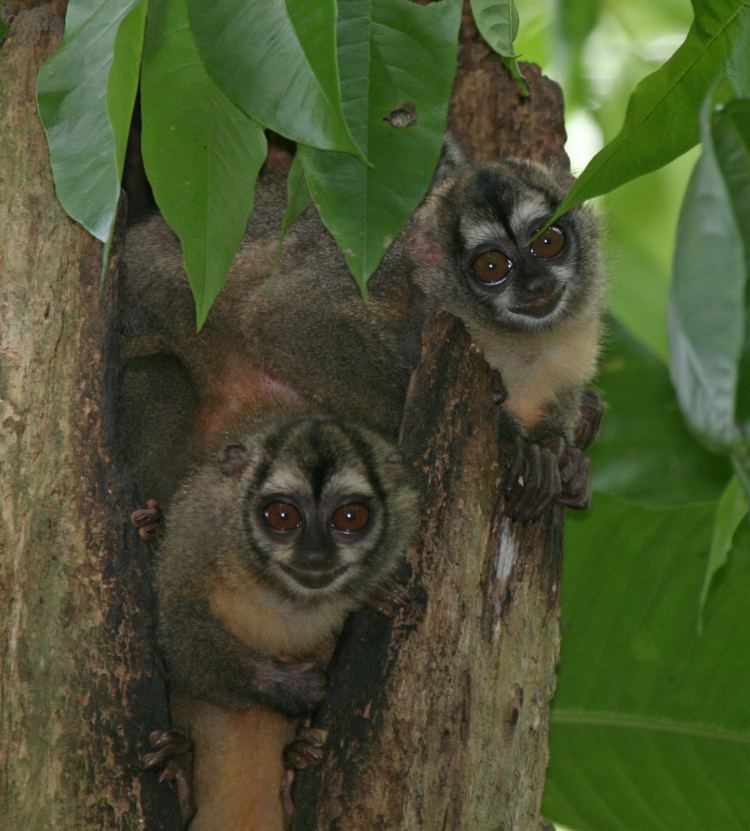 Panamanian night monkey FilePanamanian Night Monkeysjpg Wikimedia Commons
