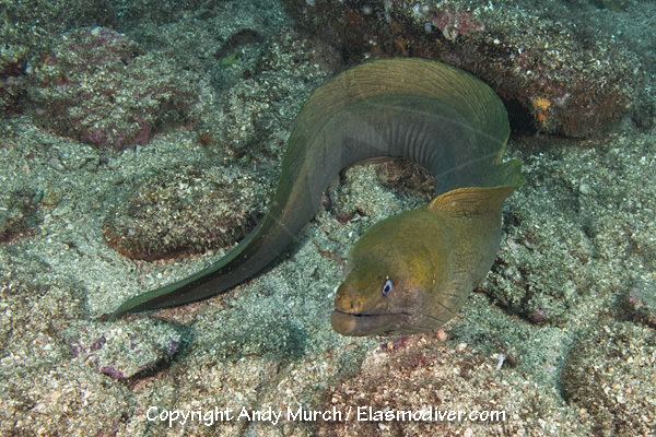 Panamic green moray eel Panamic Green Moray Eel Pictures images of Gymnothorax castaneus