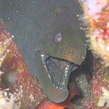Panamic green moray eel httpsuploadwikimediaorgwikipediacommonsthu