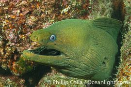 Panamic green moray eel Panamic Green Moray Eel Photo Panamic Green Moray Eel photos