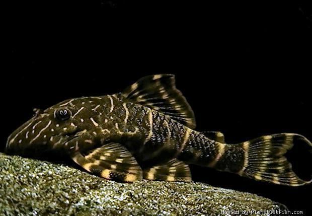 Panaqolus maccus Clown Pleco Panaqolus maccus I have one in my 75 gallon aquarium