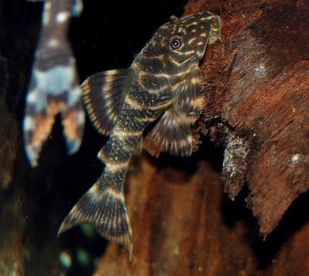 Panaqolus maccus Clown pleco Panaqolus maccus Profile with care maintenance