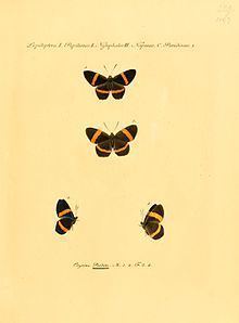 Panara (butterfly) httpsuploadwikimediaorgwikipediacommonsthu