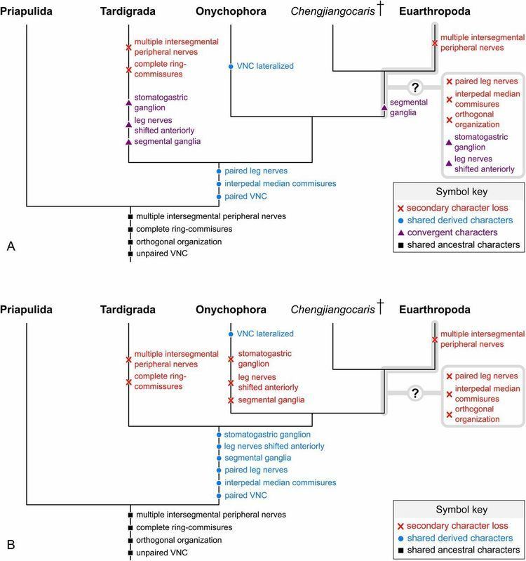 Panarthropoda Fuxianhuiid ventral nerve cord and early nervous system evolution in