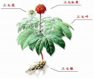 Panax notoginseng How Notoginseng works