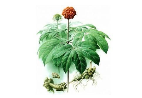 Panax notoginseng Greenutra Resource IncPanax Notoginseng Extract