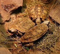 Pancake tortoise httpsuploadwikimediaorgwikipediacommonsthu