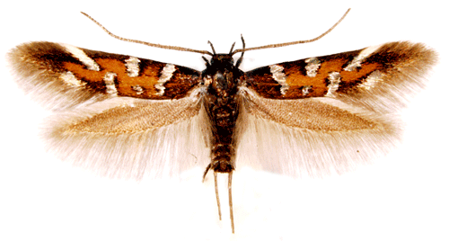 Pancalia Pancalia schwarzella Insecta Lepidoptera Cosmopterigidae