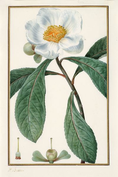 Pancrace Bessa Pancrace Bessa and the Golden Age of French Botanical Illustration